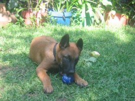 jacx
